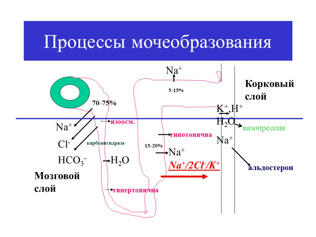 Процессы мочеобразования Nа+ Cl- HCO3- карбоангидраза 70-75% изоосм. Н2О гипертонична Nа+ 15-20% Мозговой слой